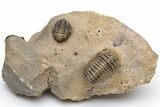 Pustulous Morocops Spinifer Trilobite With Two Gerastos #230505-3